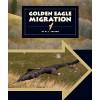 Golden Eagle Migration